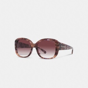 Coach Signature Oversized Square Sunglasses Roxo | COH866382